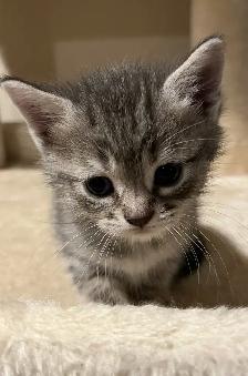 SPRING KITTENS HALF PERSIAN - Pickering - Photo 3