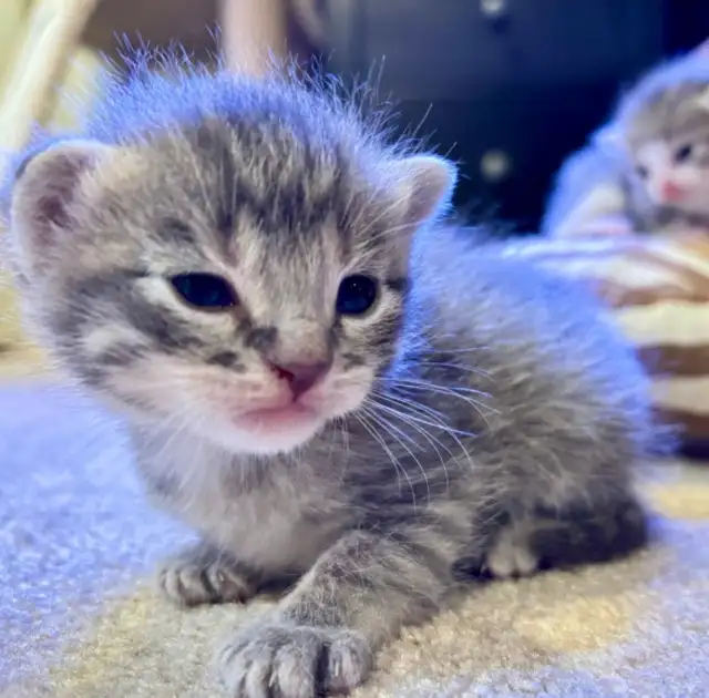 SPRING KITTENS HALF PERSIAN - Pickering - Photo 4