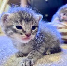 SPRING KITTENS HALF PERSIAN - Pickering - Photo 4
