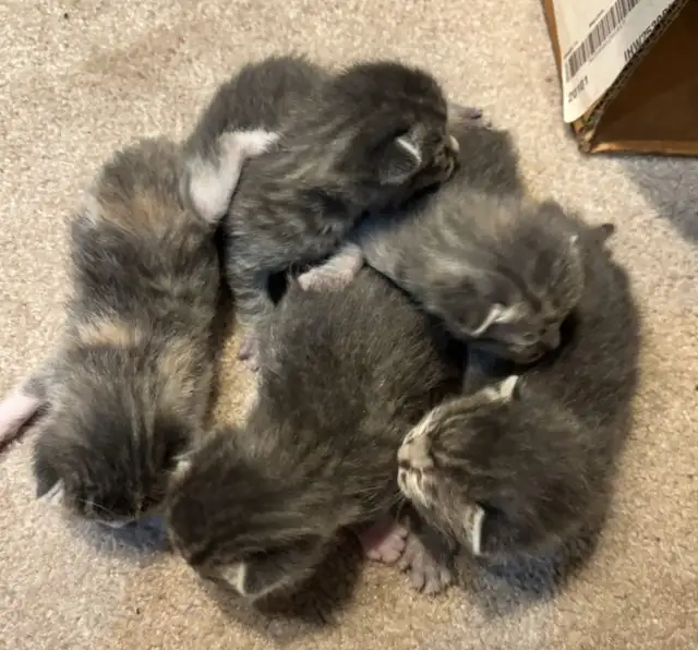 SPRING KITTENS HALF PERSIAN - Pickering - Photo 5