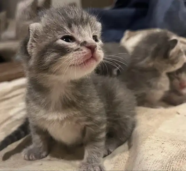 SPRING KITTENS HALF PERSIAN - Pickering - Photo 6