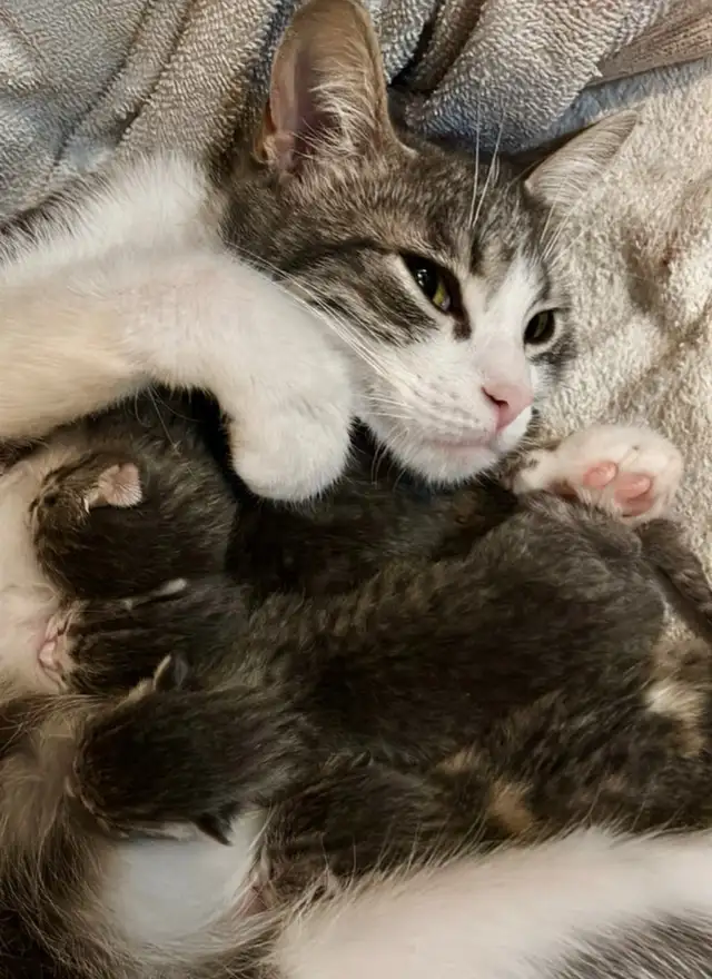 SPRING KITTENS HALF PERSIAN - Pickering - Photo 7