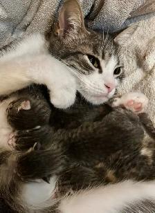 SPRING KITTENS HALF PERSIAN - Pickering - Photo 7