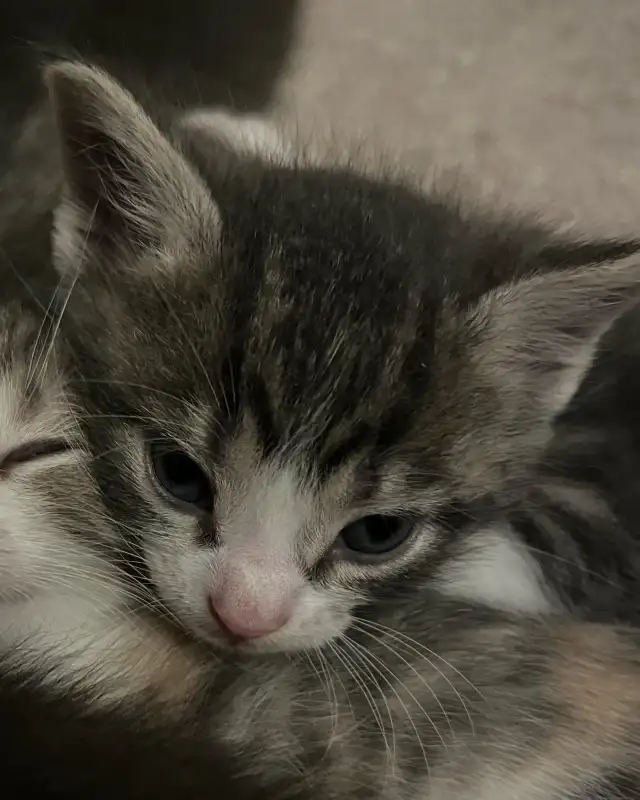 SPRING KITTENS HALF PERSIAN - Pickering - Photo 8