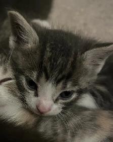 SPRING KITTENS HALF PERSIAN - Pickering - Photo 8