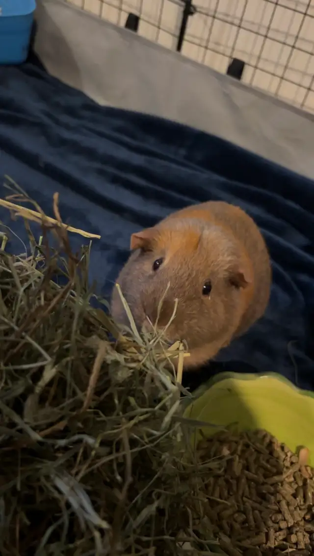5 year old Guinea Pig needing a forever home