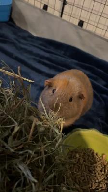 5 year old Guinea Pig needing a forever home