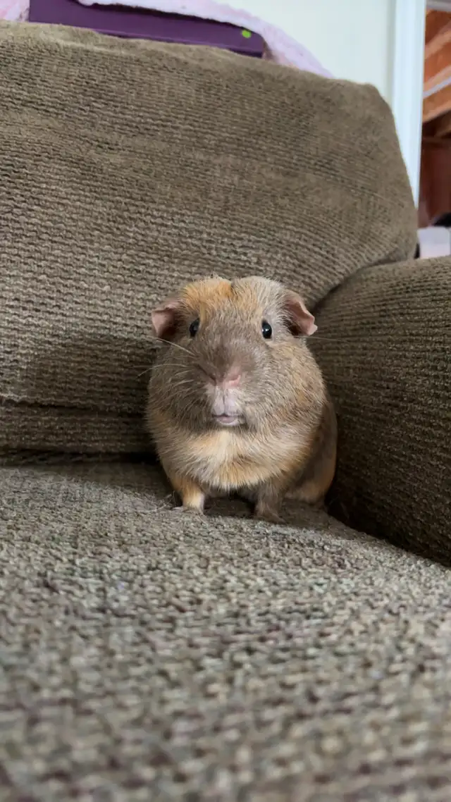 5 year old Guinea Pig needing a forever home - Photo 2