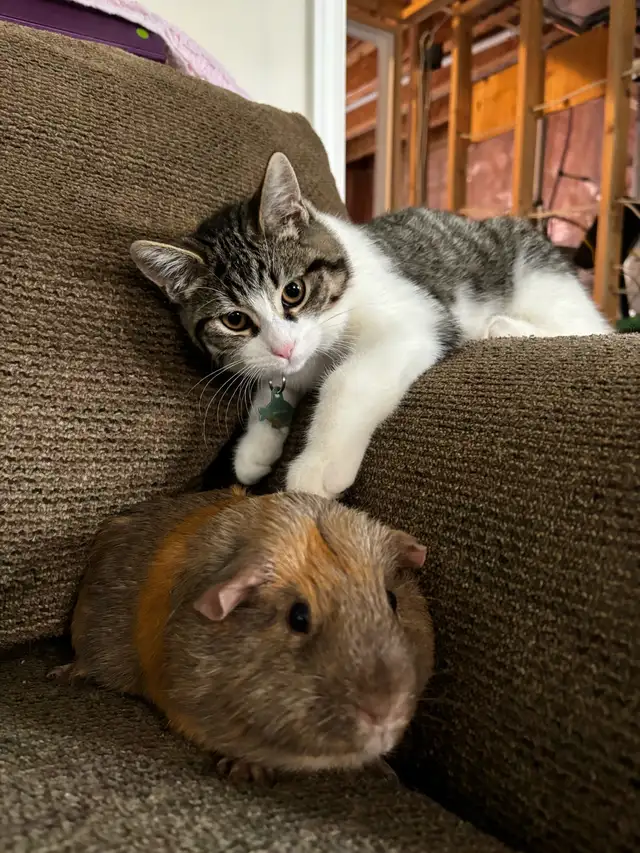 5 year old Guinea Pig needing a forever home - Photo 3
