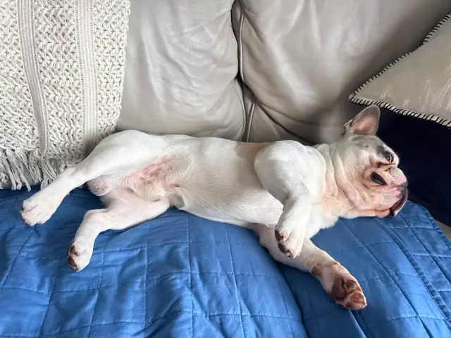 Dog Walker In Scarborough and In Toronto East