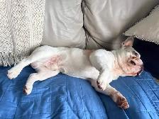 Dog Walker In Scarborough and In Toronto East