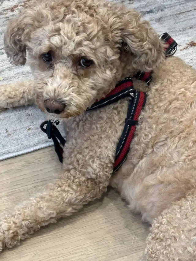 Dog Walker In Scarborough and In Toronto East - Photo 2