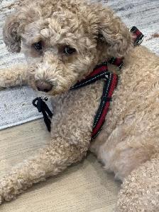 Dog Walker In Scarborough and In Toronto East - Photo 2