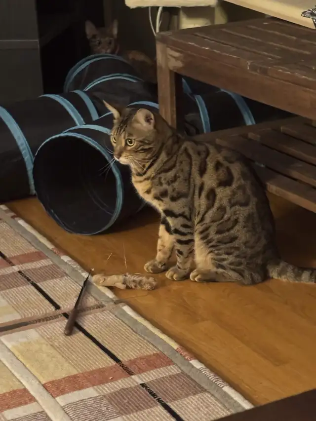 Dog Walker In Scarborough and In Toronto East - Photo 3