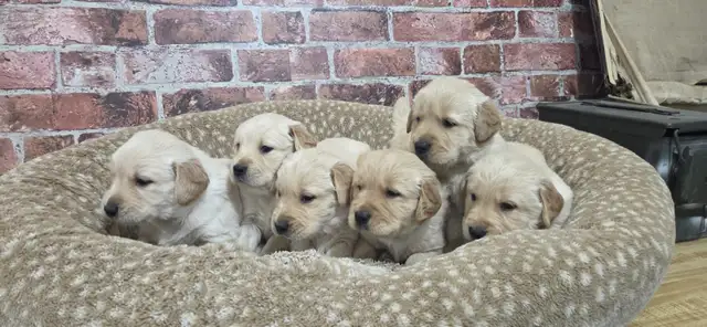 Golden Retriever Puppies