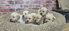 Golden Retriever Puppies