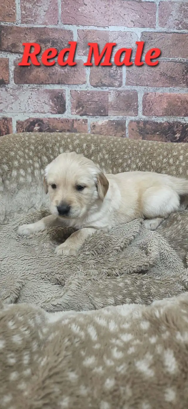 Golden Retriever Puppies - Photo 2