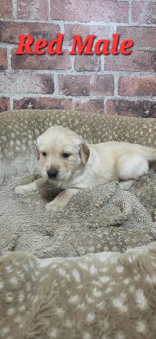 Golden Retriever Puppies - Photo 2