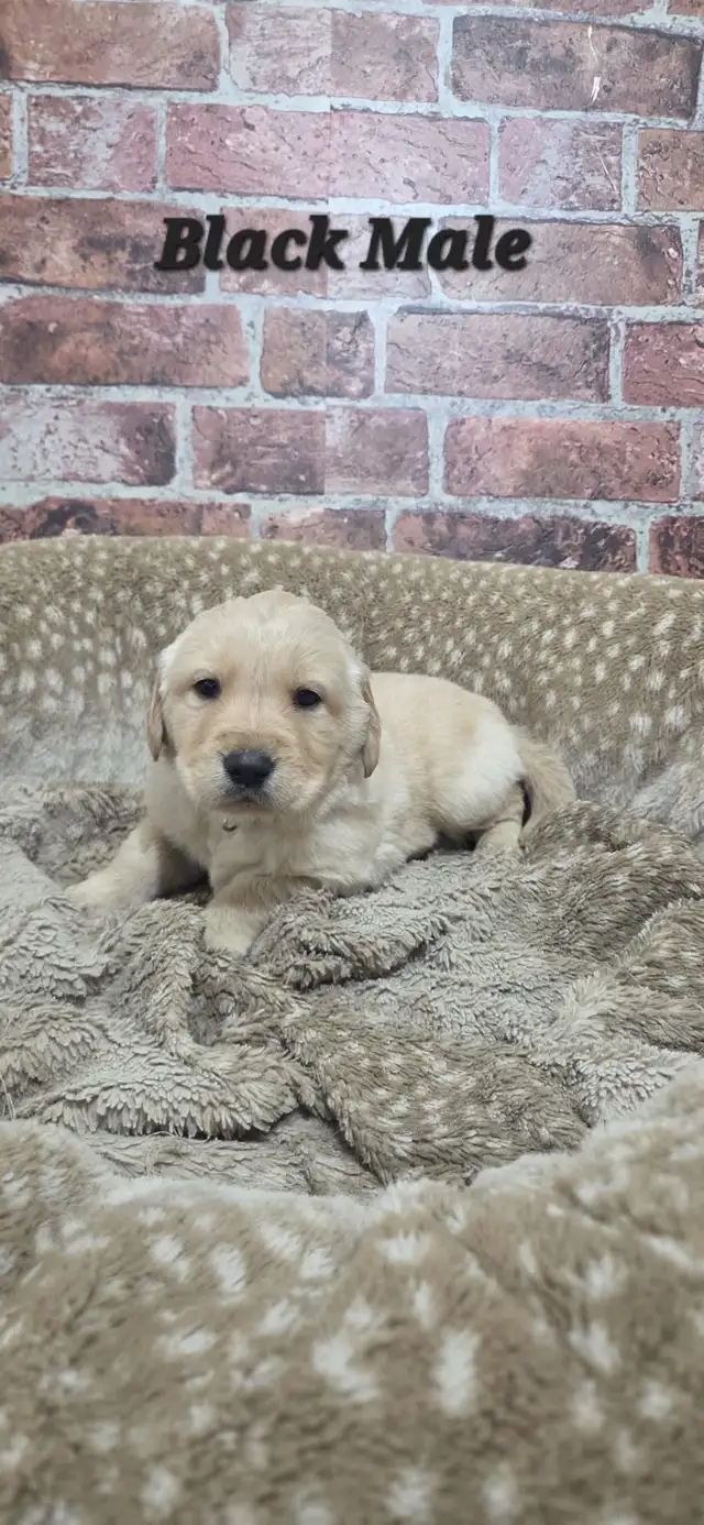 Golden Retriever Puppies - Photo 3