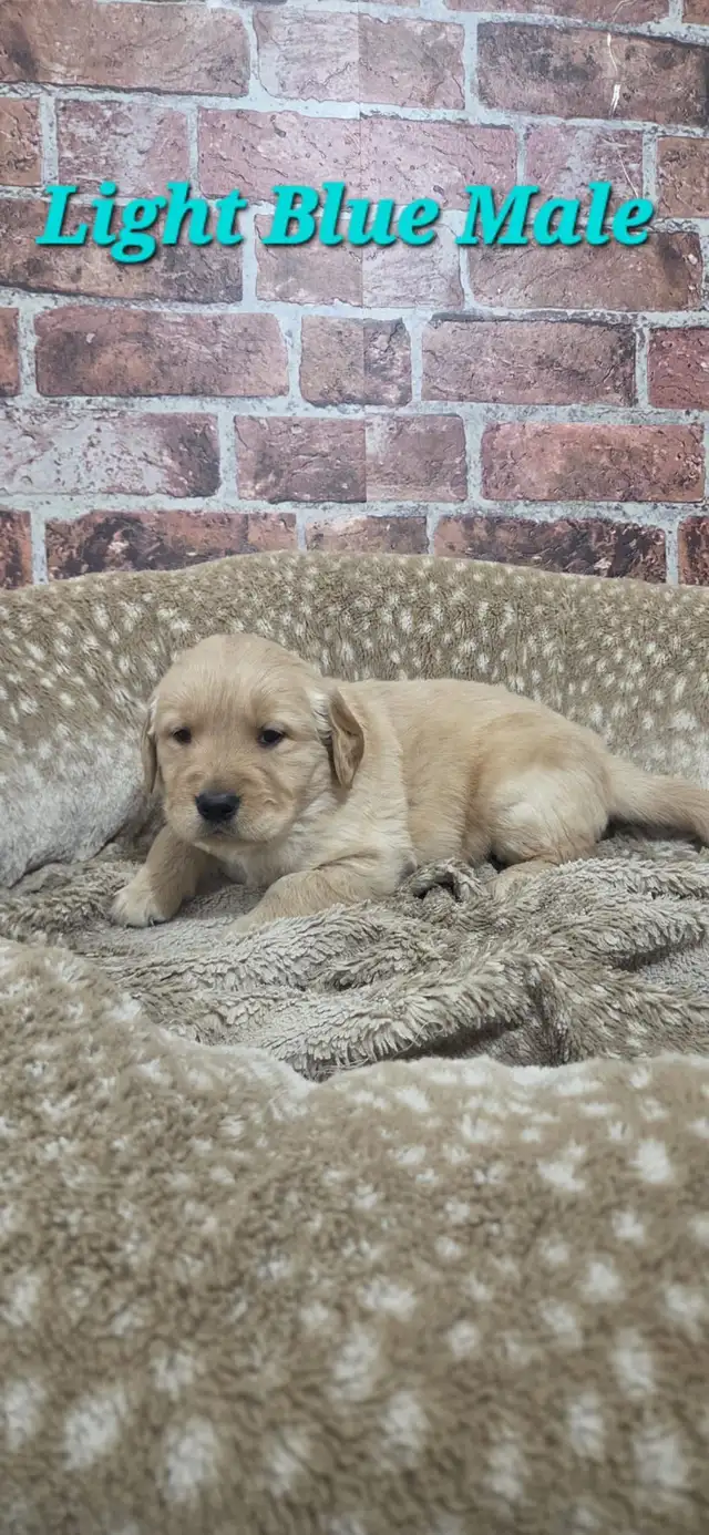 Golden Retriever Puppies - Photo 4