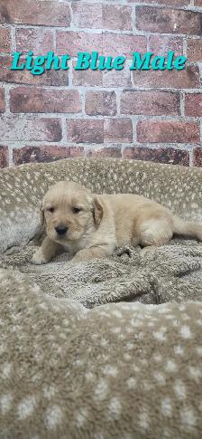 Golden Retriever Puppies - Photo 4