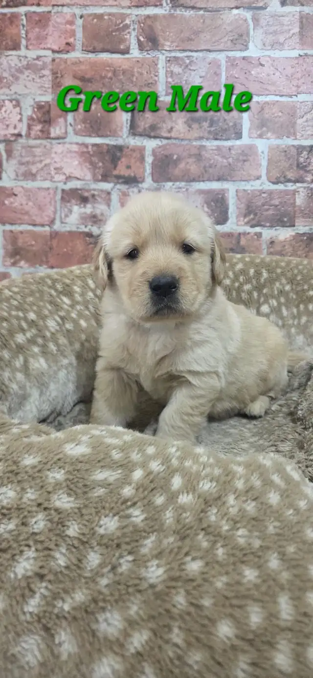 Golden Retriever Puppies - Photo 5