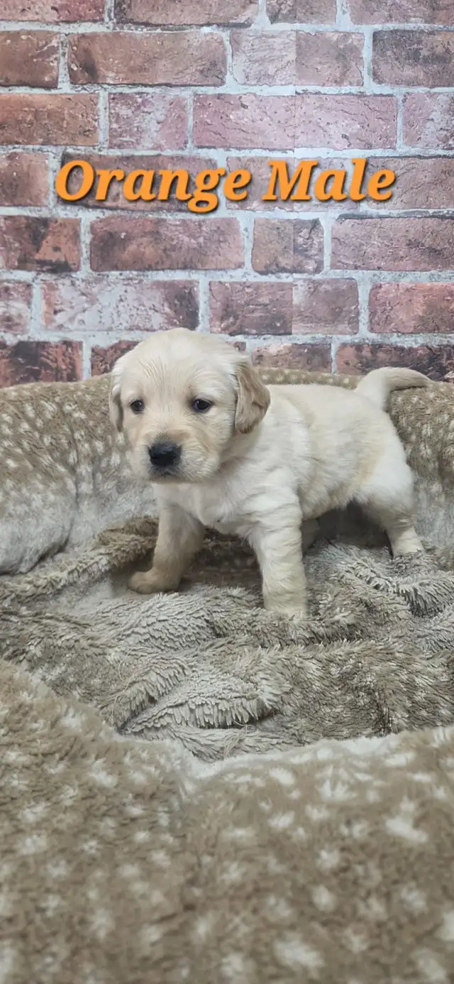 Golden Retriever Puppies - Photo 6