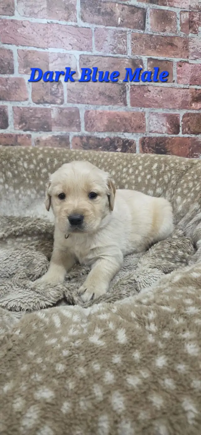 Golden Retriever Puppies - Photo 7