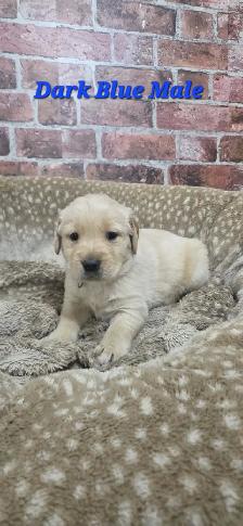 Golden Retriever Puppies - Photo 7