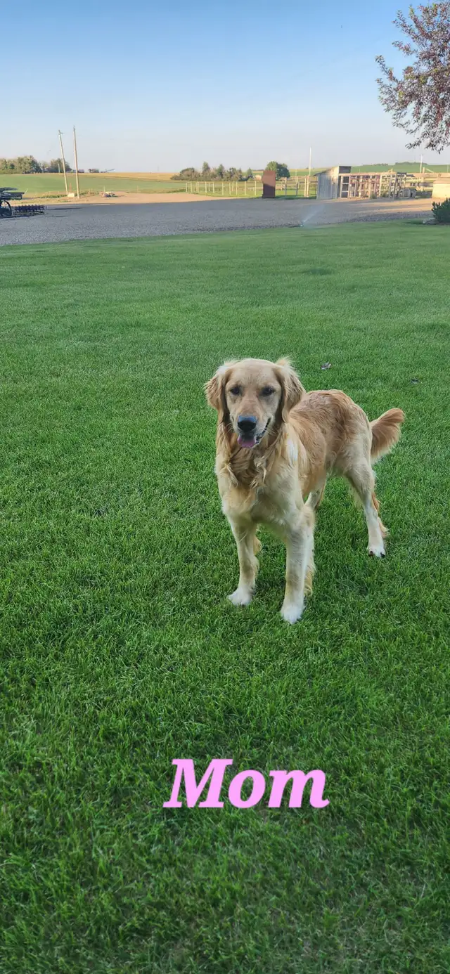Golden Retriever Puppies - Photo 8