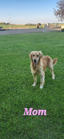 Golden Retriever Puppies - Photo 8