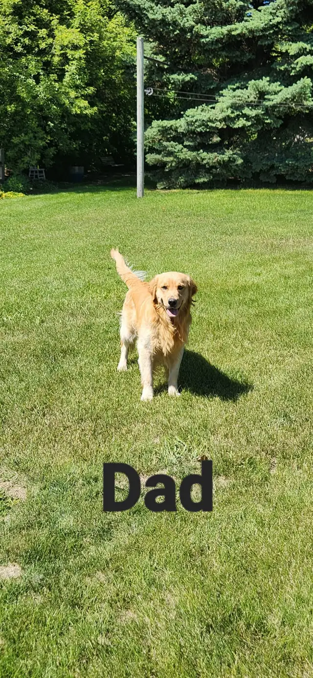 Golden Retriever Puppies - Photo 9