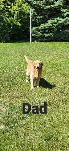 Golden Retriever Puppies - Photo 9