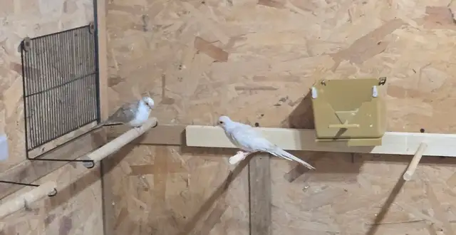 Half Pied Diamond Doves