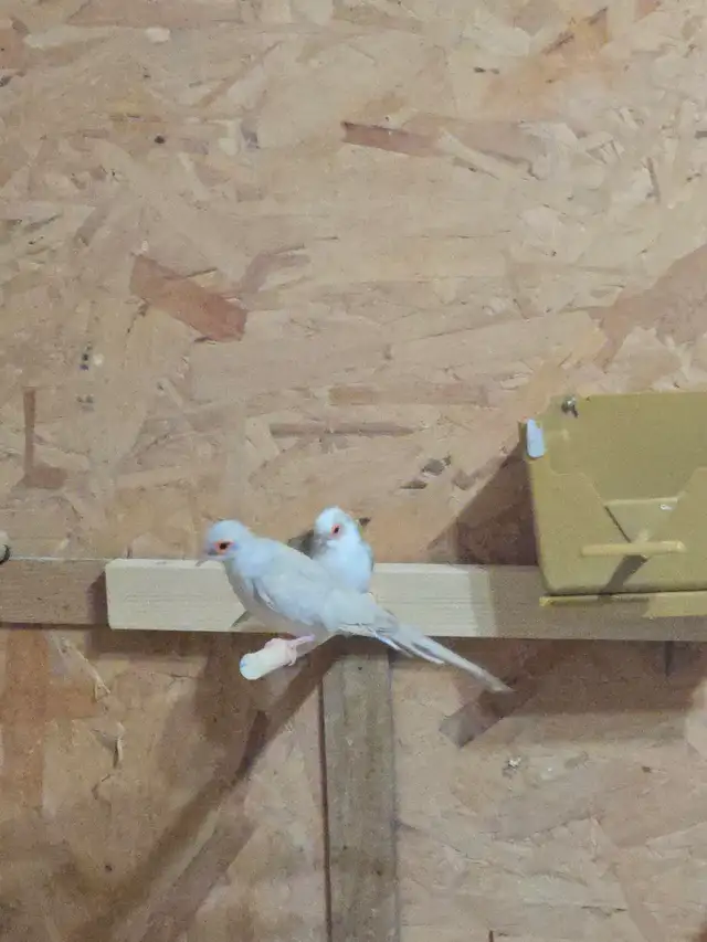 Half Pied Diamond Doves - Photo 2