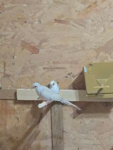 Half Pied Diamond Doves - Photo 2