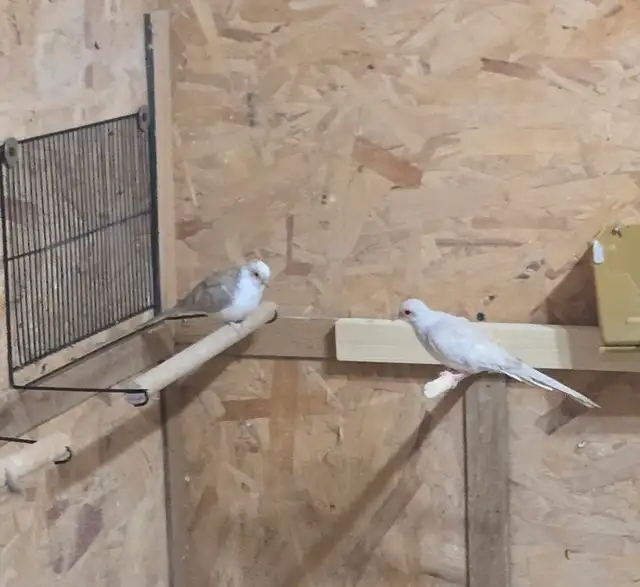 Half Pied Diamond Doves - Photo 3