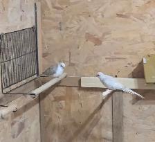 Half Pied Diamond Doves - Photo 3