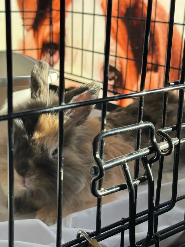 Bunny for rehoming (free) - Photo 2