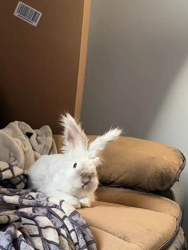 Bunny for rehoming (free) - Photo 4