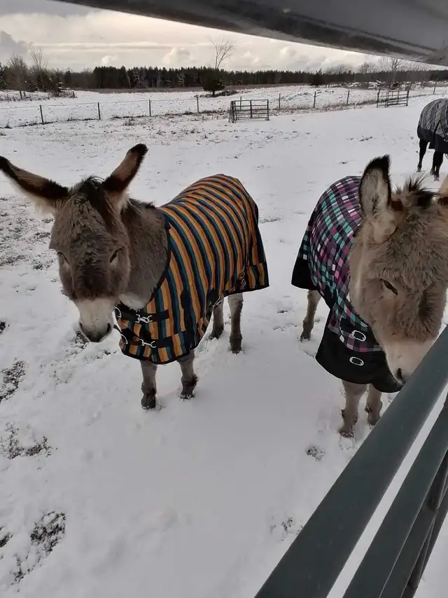 My two donkeys - Photo 2