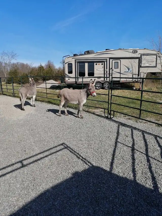 My two donkeys - Photo 3