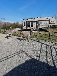 My two donkeys - Photo 3