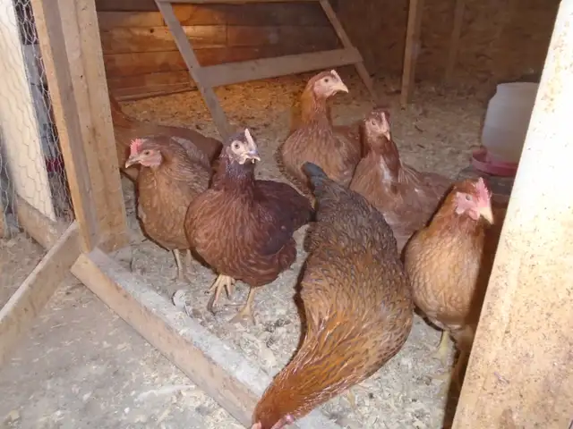 POULETTES PRETE A PONDRE