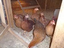 POULETTES PRETE A PONDRE