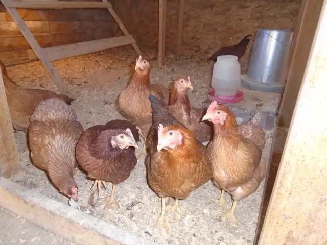 POULETTES PRETE A PONDRE - Photo 2