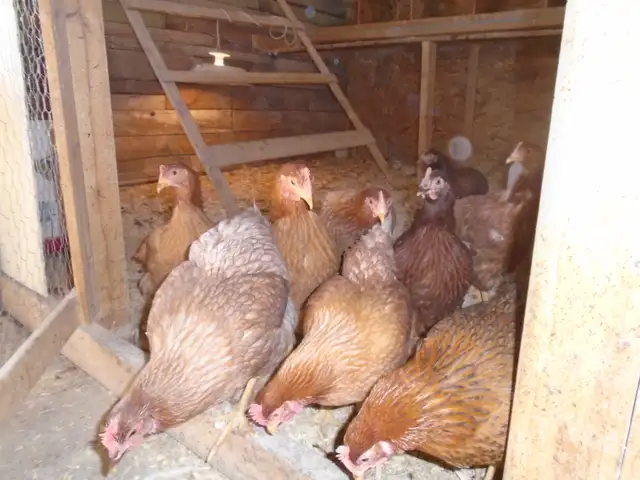 POULETTES PRETE A PONDRE - Photo 3