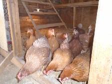 POULETTES PRETE A PONDRE - Photo 3