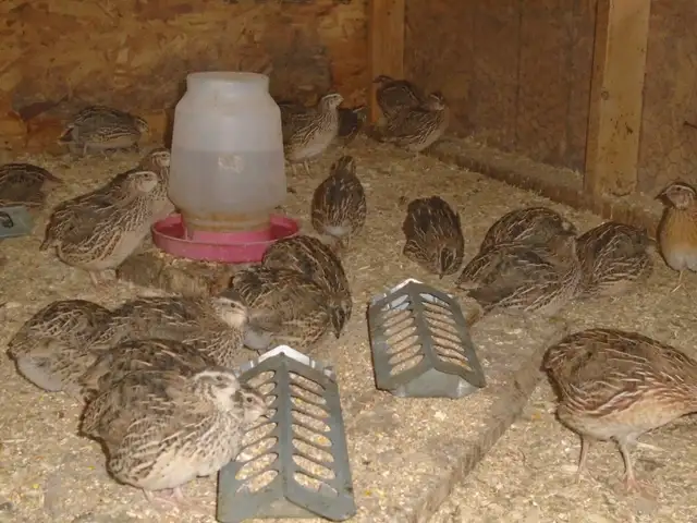 POULETTES PRETE A PONDRE - Photo 5