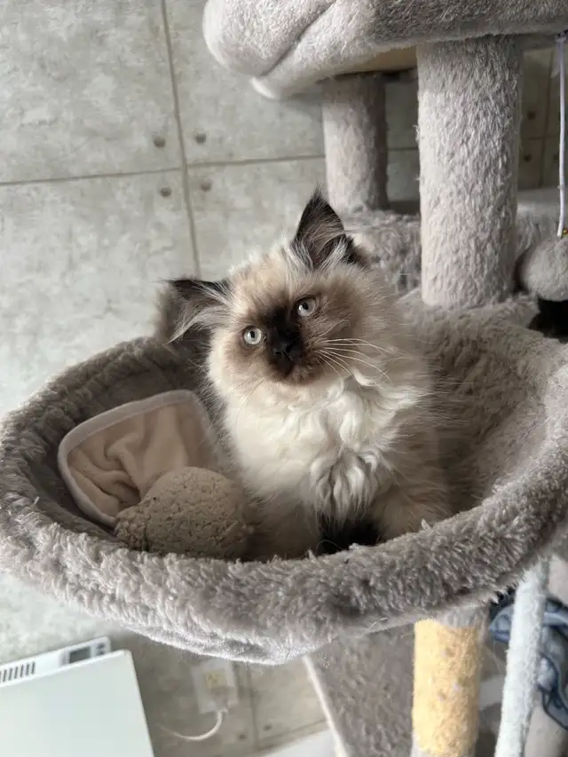 Femelle himalayenne seal point